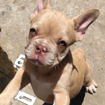 chien Bouledogue francais Isabella fawn merle Bentley Élevage de la famille dog étoilée