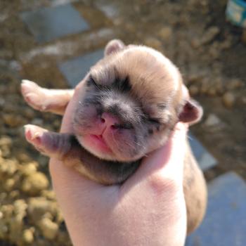 chiot Bouledogue francais Merle Betsy Élevage de la famille dog étoilée
