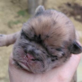 chiot Bouledogue francais Merle Betsy Élevage de la famille dog étoilée