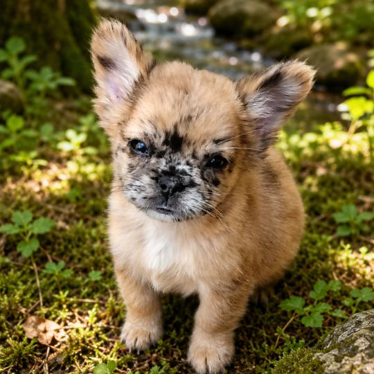 Diamantine Femelle Bouledogue francais