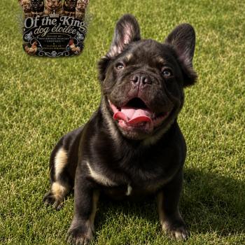 chien Bouledogue francais Fluffy cocoa tan porteur bleu Kingston family dogs love FDL Élevage Of the King dog étoilée
