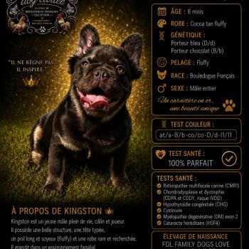 chien Bouledogue francais Fluffy cocoa tan porteur bleu Kingston family dogs love FDL Élevage Of the King dog étoilée