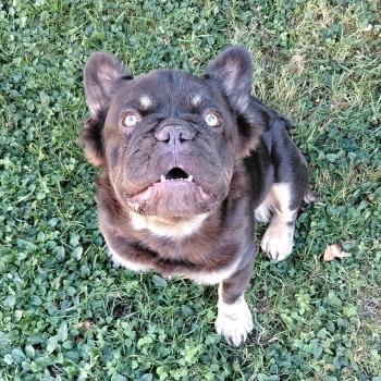 KINGSTON Mâle Bouledogue francais
