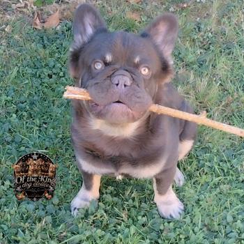chien Bouledogue francais Fluffy cocoa tan porteur bleu et chocolat F.D.L.Kingston 👑 Élevage Of the King dog étoilée