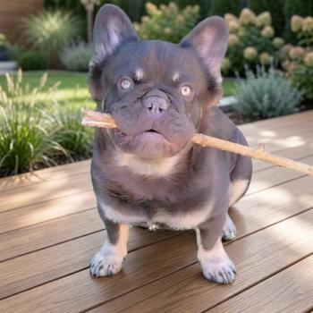 chien Bouledogue francais Fluffy cocoa tan porteur bleu et chocolat F.D.L.Kingston 👑 Élevage Of the King dog étoilée
