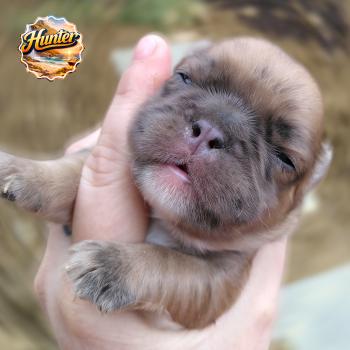 chiot Bouledogue francais Merle Hunter Élevage de la famille dog étoilée