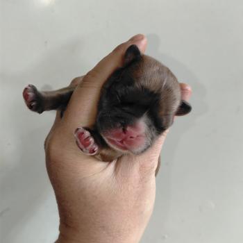 chiot Bouledogue francais Fauve merle Jacob Élevage de la famille dog étoilée