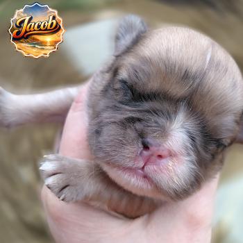 chiot Bouledogue francais Merle Jacob Élevage de la famille dog étoilée