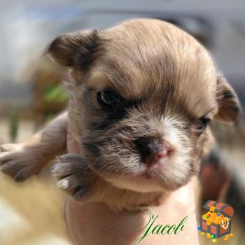 chiot Bouledogue francais Merle Jacob Élevage de la famille dog étoilée