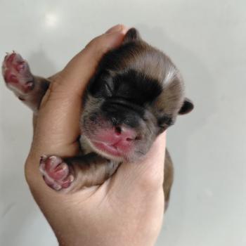 chiot Bouledogue francais Fauve merle Tyler Élevage de la famille dog étoilée