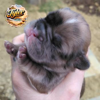 chiot Bouledogue francais Merle Tyler Élevage de la famille dog étoilée