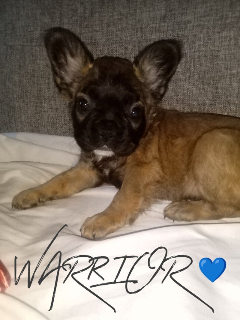 WAZ Mâle Bouledogue francais