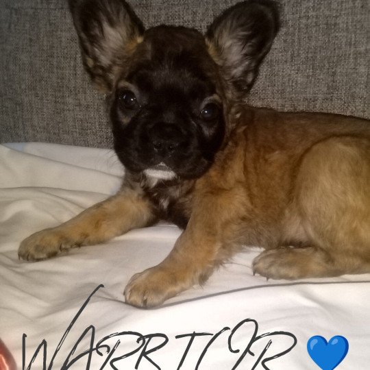 WAZ Mâle Bouledogue francais